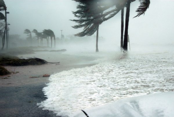 Strong blowing wind showing hurricane window film