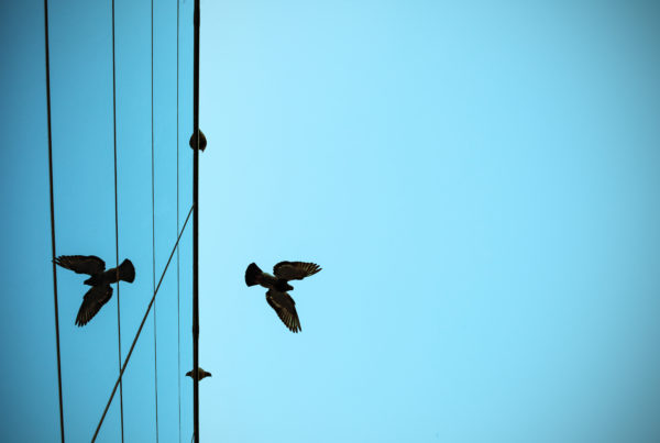 Bird flying by a glass building demonstrating the importance of bird window film