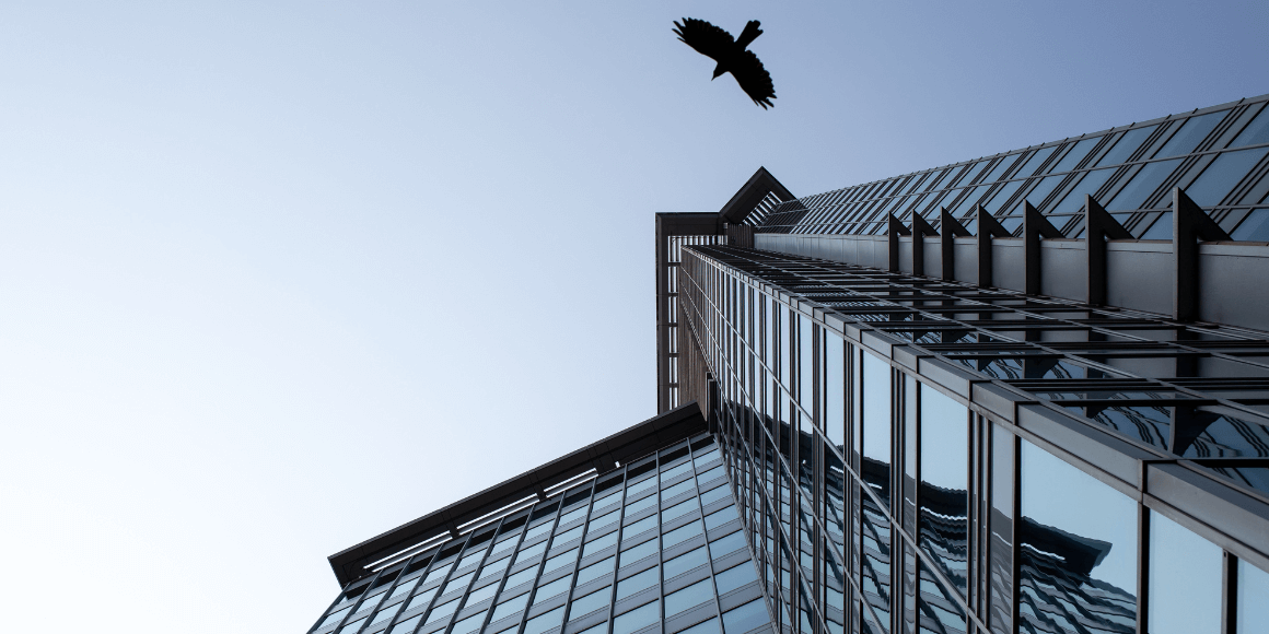 ground level of a hawk flying near a commercial building